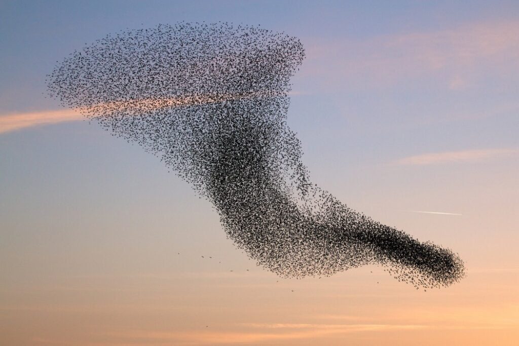 From @IEEEXplore, "Using Swarm Intelligence to Boost Decision-making Power of Groups" -- see how the Swarm platform can cut a group's error rate in half