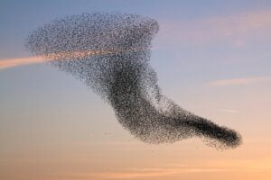 From @IEEEXplore, "Using Swarm Intelligence to Boost Decision-making Power of Groups" -- see how the Swarm platform can cut a group's error rate in half