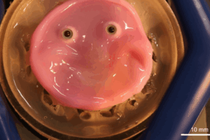 University of Tokyo scientists used human cells to develop an equivalent to living skin that can be attached to robotic surfaces to flash a smile. Photo Source : UTokyo